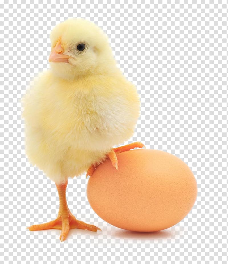 Chicken or the egg Chicken or the egg Broiler Organic egg production, chicken transparent background PNG clipart