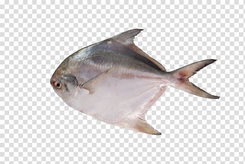 Seafood Pampus argenteus Bukit Melawati Pomfret, sea transparent background PNG clipart