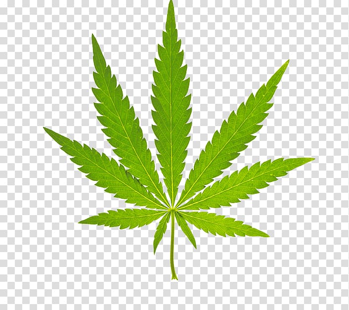 Cannabis sativa graphics Medical cannabis, cannabis transparent ...