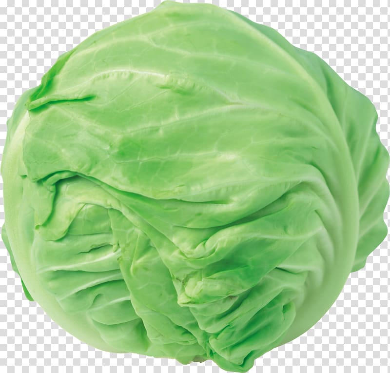green cabbage illustration, Red cabbage Cauliflower Chinese cabbage , Cabbage transparent background PNG clipart