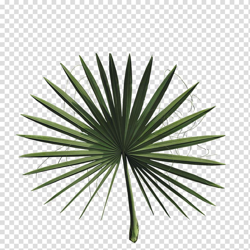 2018 Nissan LEAF Asian palmyra palm Arecaceae Plant, palm leaves transparent background PNG clipart