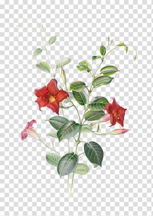red and green plant illustration, Mandevilla sanderi Watercolor painting Botanical illustration Illustration, Red star flower transparent background PNG clipart