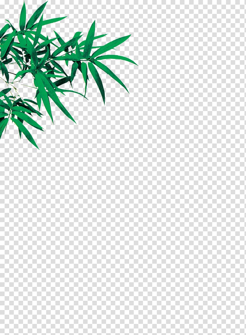 Bamboo Leaf Euclidean , Bamboo leaves transparent background PNG clipart