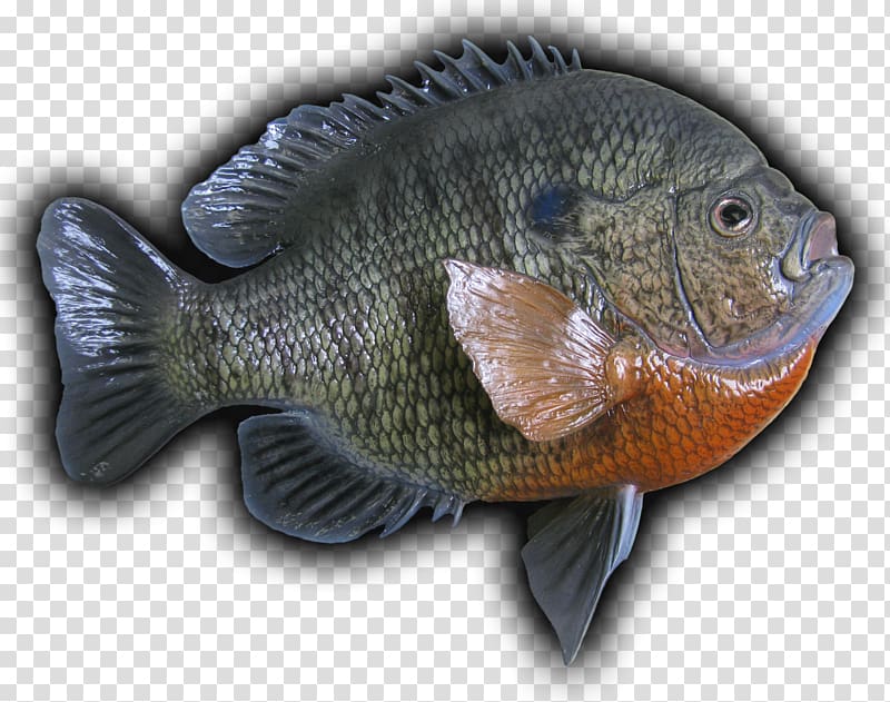 Tilapia Bluegill Bass Perch Northern pike, Fishing transparent background PNG clipart