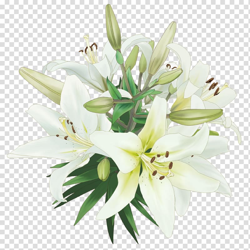 Drawing for kids, painting Lilium Flower, callalily transparent background PNG clipart