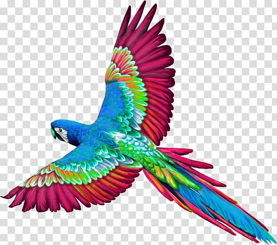 Birds of Belize Parrot Perroquet, A parrot transparent background PNG clipart