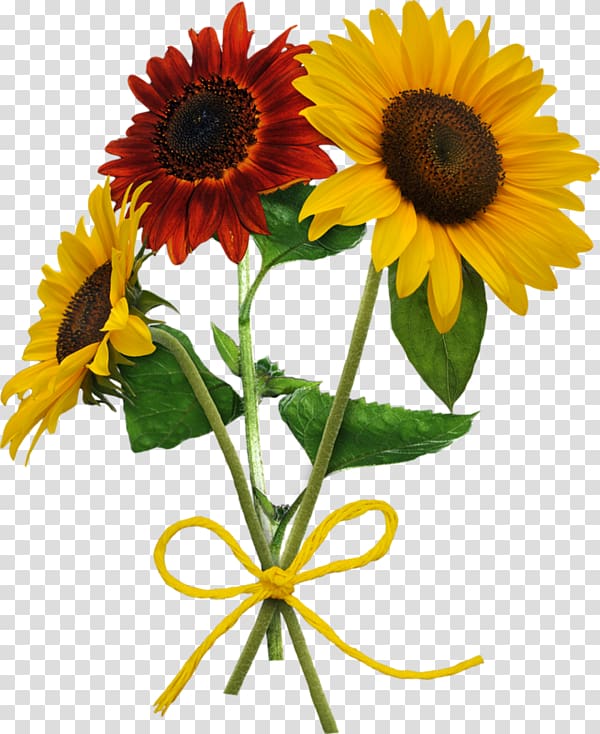 Verse Love Song Lyrics Music, Sunflower Flower transparent background PNG clipart
