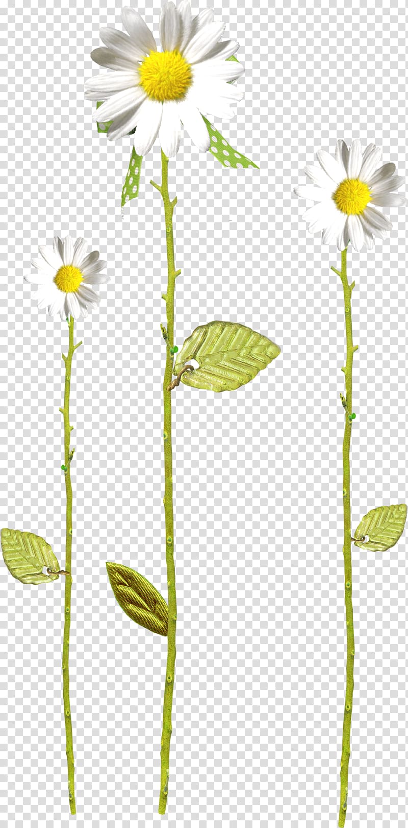 Flower of the Fields German chamomile Dendranthema lavandulifolium Oxeye daisy, camomile transparent background PNG clipart