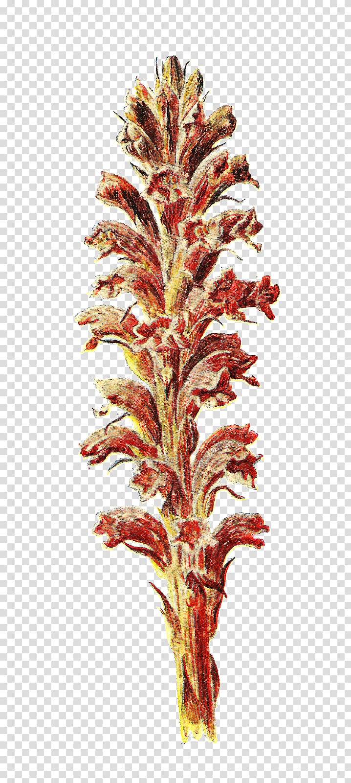 Familiar Wild Flowers Botany Botanical illustration, broom transparent background PNG clipart