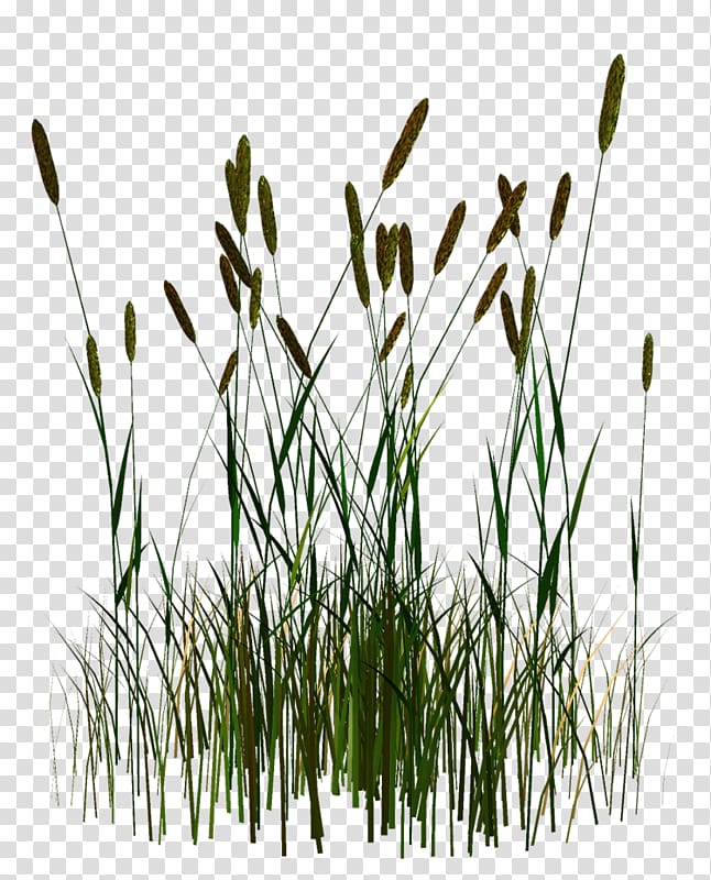 Straw Phragmites Commodity, others transparent background PNG clipart