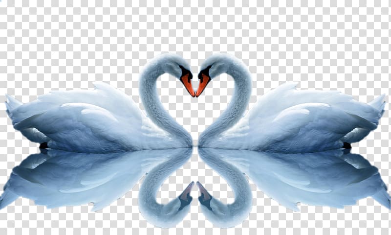 two white swan illustraton, Love High-definition video High-definition television , Swan and reflection Swan transparent background PNG clipart