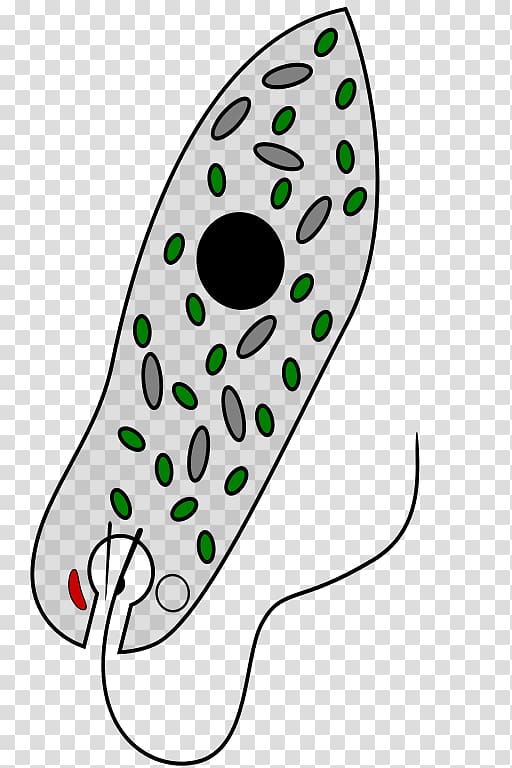 Euglena viridis Chloroplast Mixotroph Unicellular organism Euglenozoa, Euglena transparent background PNG clipart