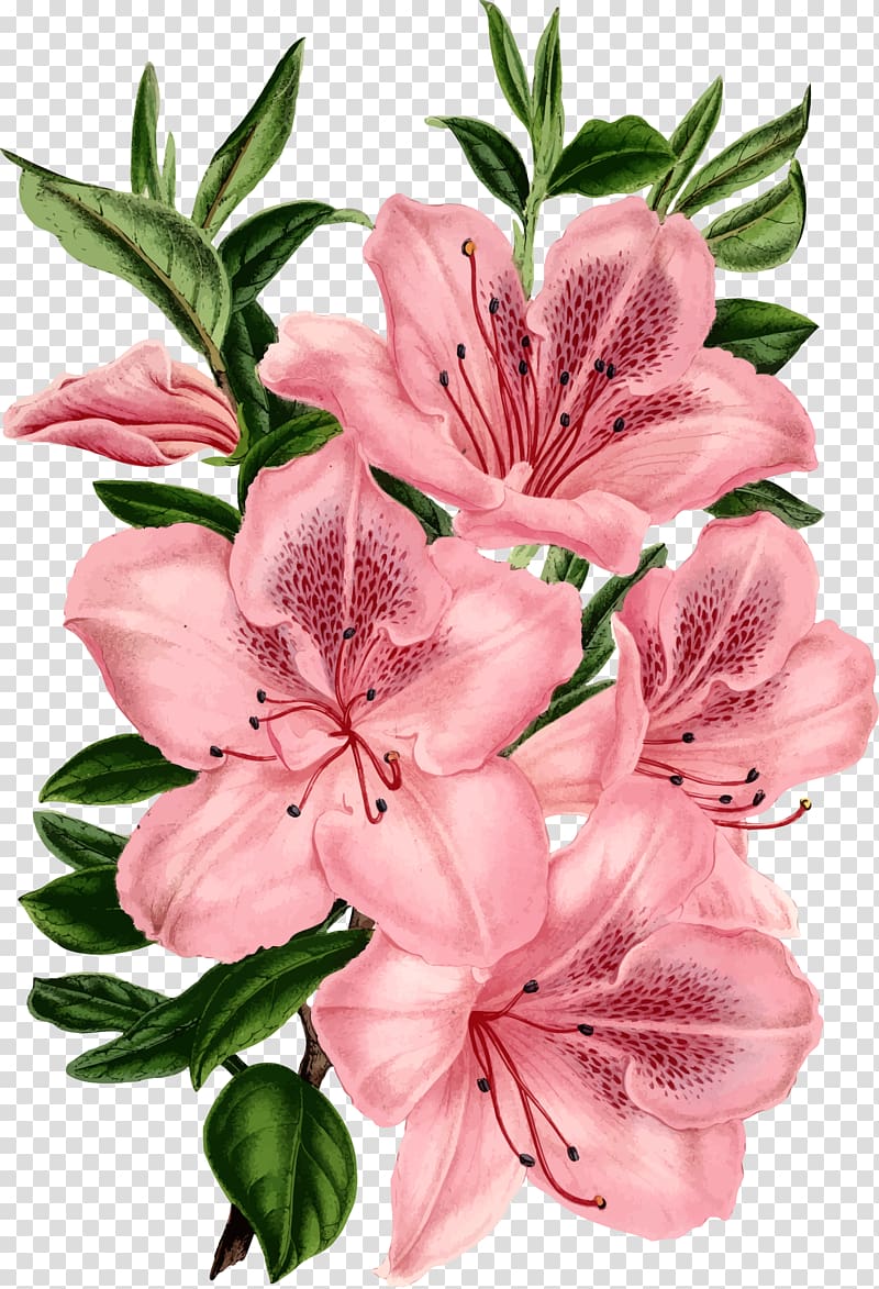 Drawing Pink flowers , flowers flowers border transparent background PNG clipart