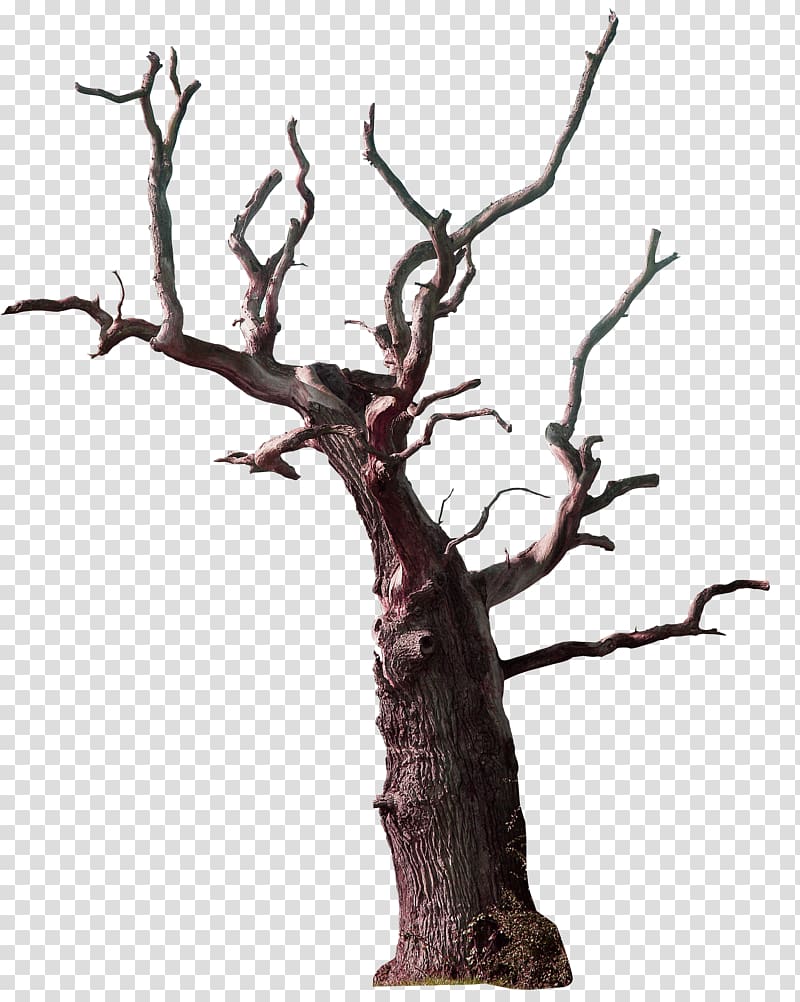 old tree tree tree decoration pattern transparent background PNG clipart