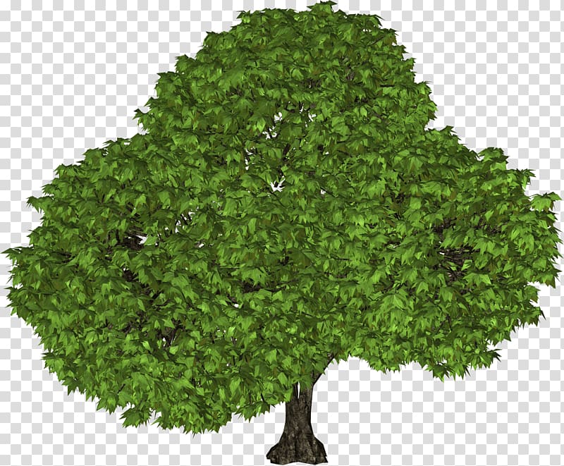 Tree , Tree transparent background PNG clipart