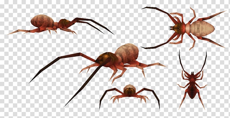 Spider Carnivores 2 Scorpion Meganeura Pulmonoscorpius kirktonensis, spider transparent background PNG clipart