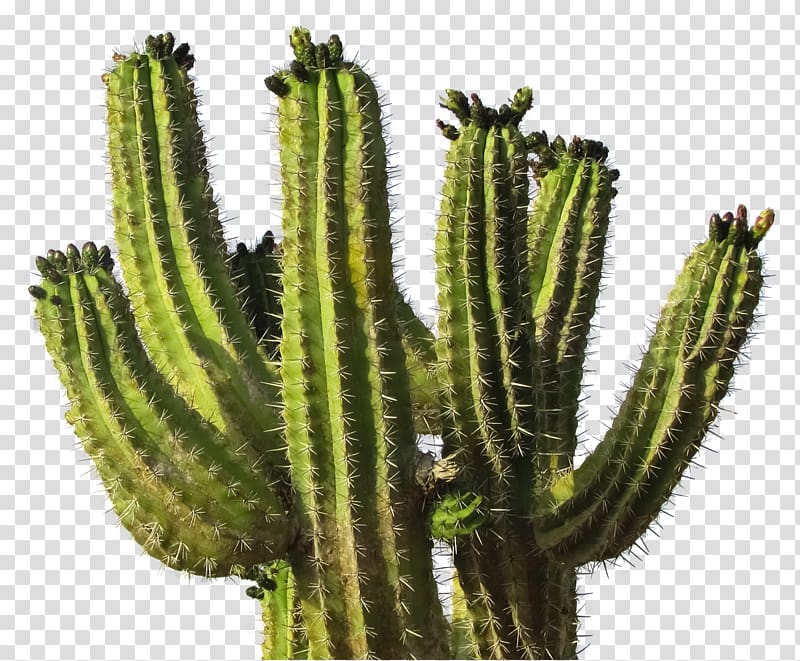 Cactaceae Icon, Cactus transparent background PNG clipart