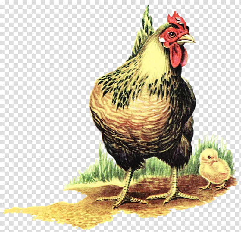 Chicken Phasianidae Bird The Little Red Hen Fowl, Chickens transparent background PNG clipart