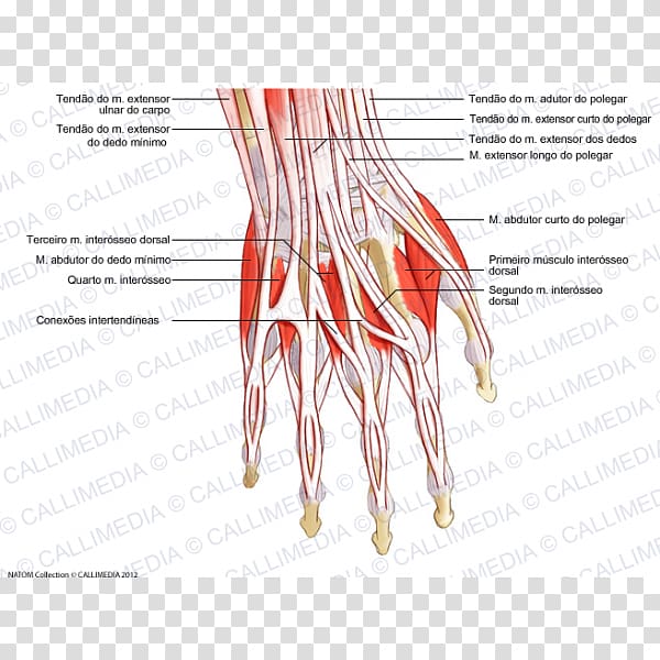 Thumb Extensor digitorum muscle Hand Forearm, hand transparent background PNG clipart