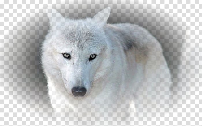 Siberian Husky Arctic wolf African wild dog Alaskan tundra wolf, arctic fox transparent background PNG clipart