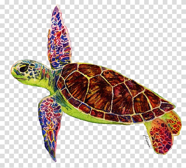Loggerhead sea turtle Box turtles Tortoise, turtle transparent background PNG clipart
