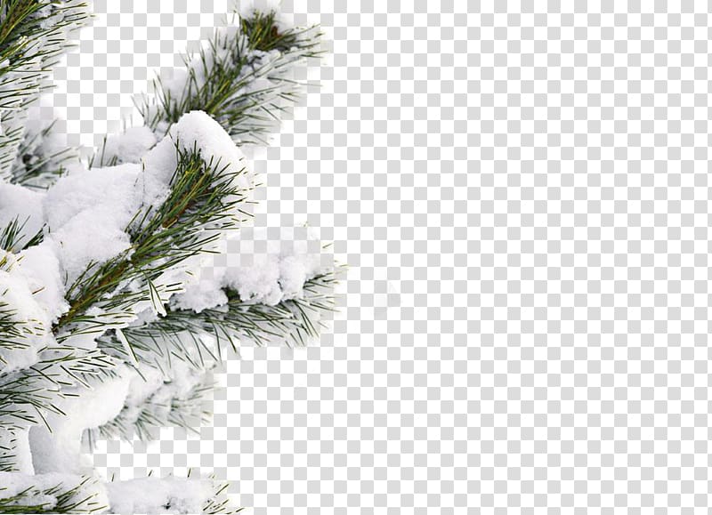 green leaf plant with snow , Snow Winter Tree , Snow winter tree transparent background PNG clipart