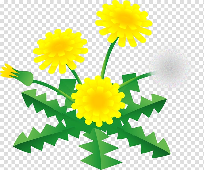 Dandelion Child care Minami-ku, Sagamihara Jardin d\'enfants, dandelion transparent background PNG clipart