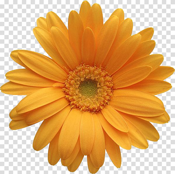 Transvaal daisy Flower Common daisy , Gerbera File transparent background PNG clipart