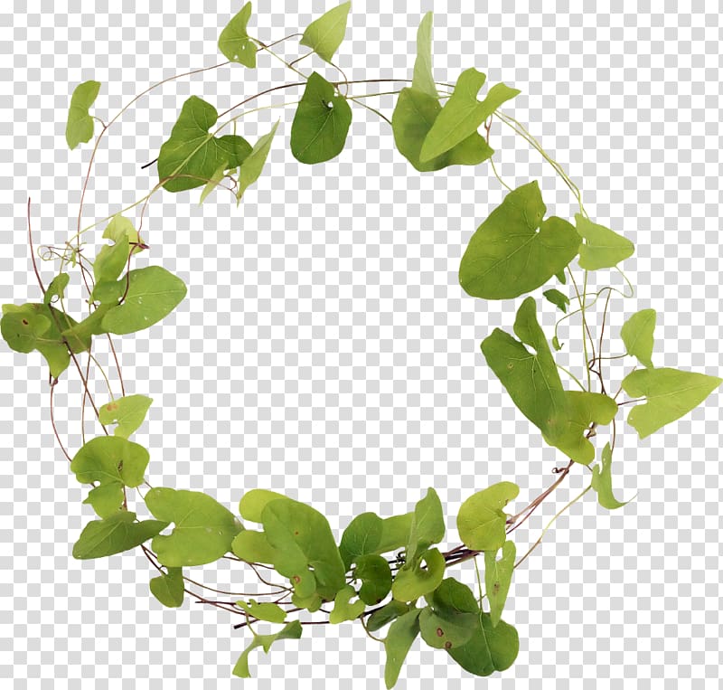 Branch circle transparent background PNG clipart