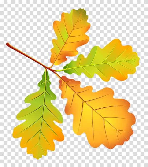 Autumn Leaves Leaf Drawing Tree, autumn leaves transparent background PNG clipart