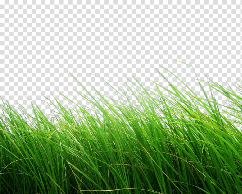 green gras, Text Green Artificial turf E-book Meadow, Grass Green Grass transparent background PNG clipart