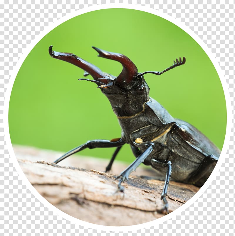 Weevil Insect, insect transparent background PNG clipart