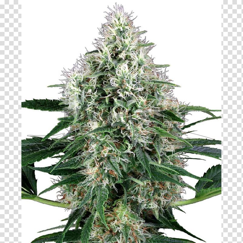 Marijuana Autoflowering cannabis Cannabis sativa Seed, power plants transparent background PNG clipart