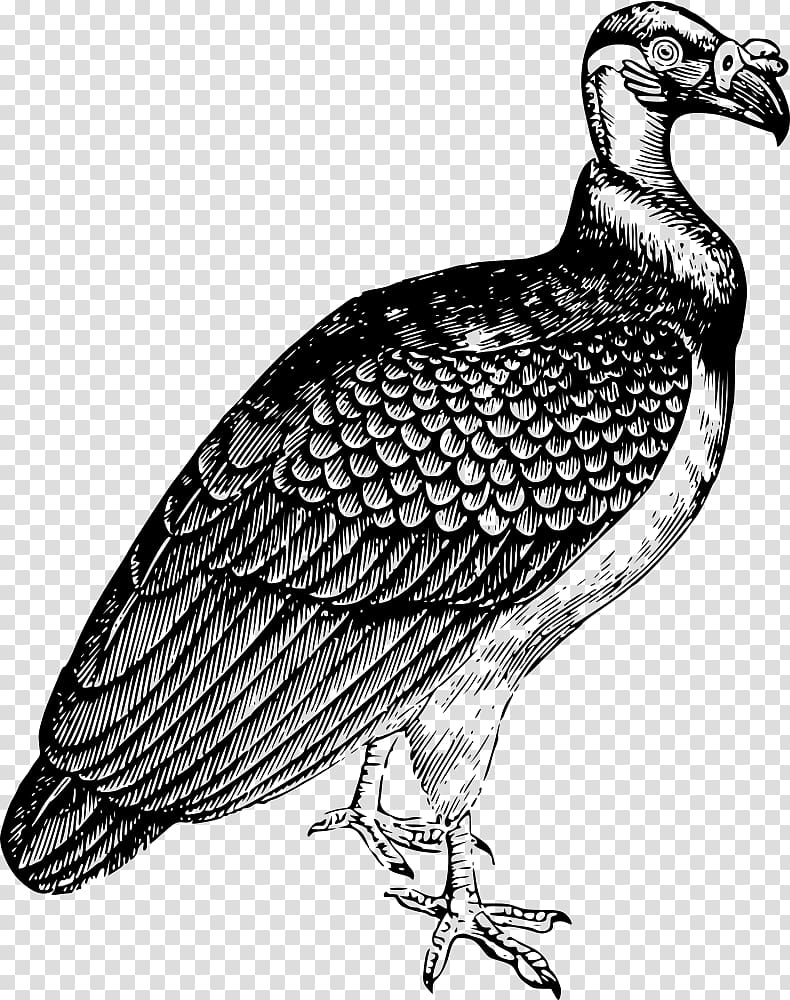 Turkey vulture Drawing King vulture , parrot transparent background PNG clipart