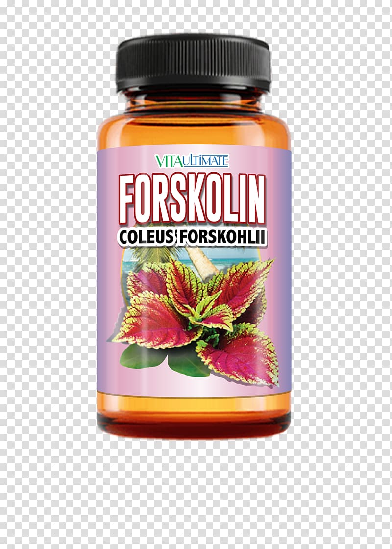 Dietary supplement Forskolin Weight loss Plectranthus barbatus Capsule, live the lifestyle weight management transparent background PNG clipart
