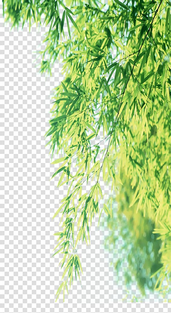 green tree leaves illustration, Weeping willow Leaf Branch, Willow leaves transparent background PNG clipart