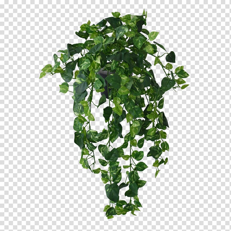 green leafed hanging plant, Aeschynanthus radicans Plant Vine Mona Lisa, jungle vine transparent background PNG clipart
