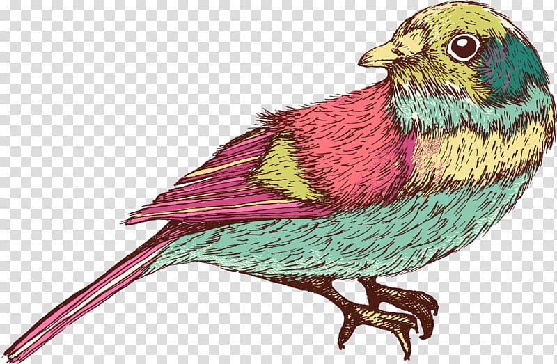 Bird Soldiner Kiez, Green hand painted birdie transparent background PNG clipart