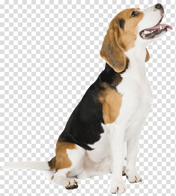 Harrier English Foxhound Beagle American Foxhound Grand Anglo-Français Tricolore, others transparent background PNG clipart