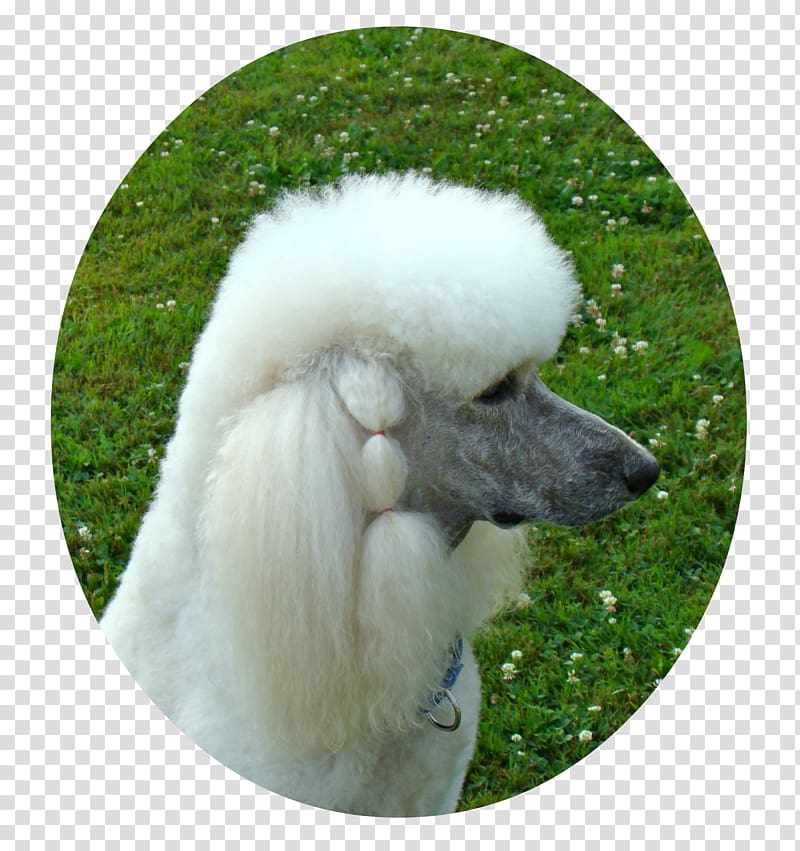 Standard Poodle Miniature Poodle Dog breed Companion dog, puppy transparent background PNG clipart
