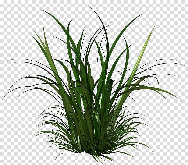 Cymbopogon citratus Thepix Herbaceous plant Grass, billboard transparent background PNG clipart