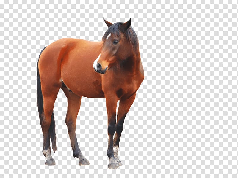 red horse, Horse Stallion, Horse transparent background PNG clipart