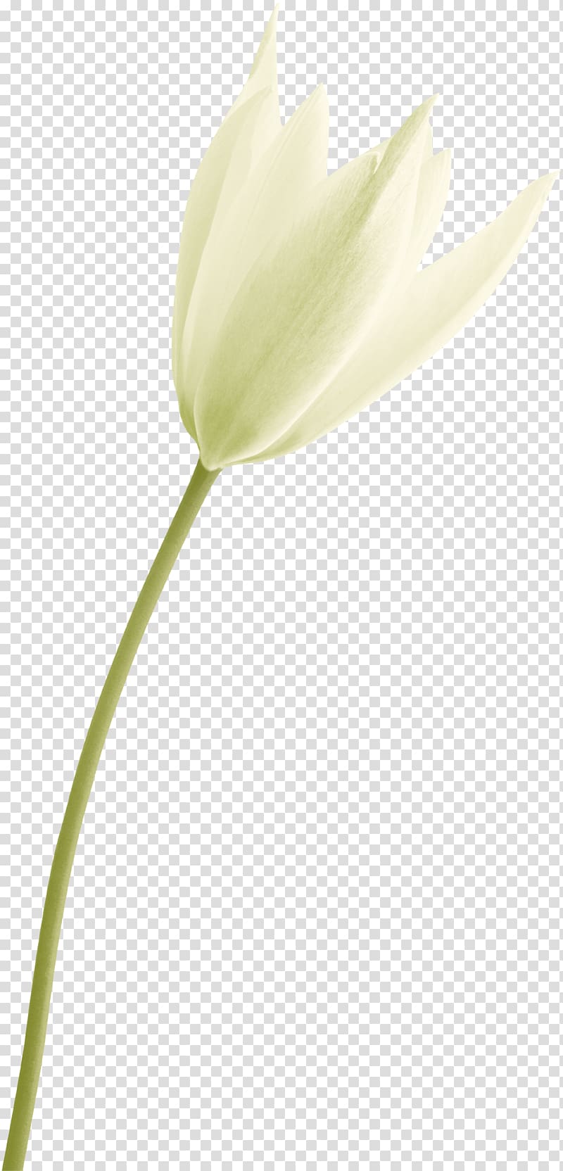 Tulip Plant stem Bud Close-up Petal, A white lily transparent background PNG clipart