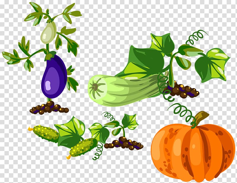 Pumpkin Gourd Eggplant Vegetable , Pumpkin eggplant transparent background PNG clipart