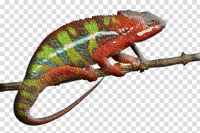 Panther chameleon Reptile Ambilobe Lizard , animal,chameleon transparent background PNG clipart