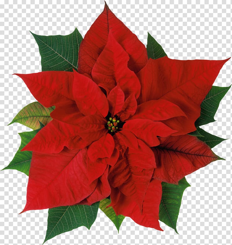 Poinsettia Flower Christmas , christmas flowers transparent background PNG clipart