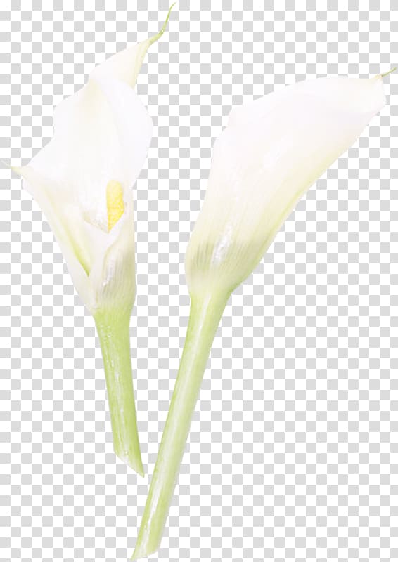 Calas Cut flowers Plant stem Bud Petal, others transparent background PNG clipart