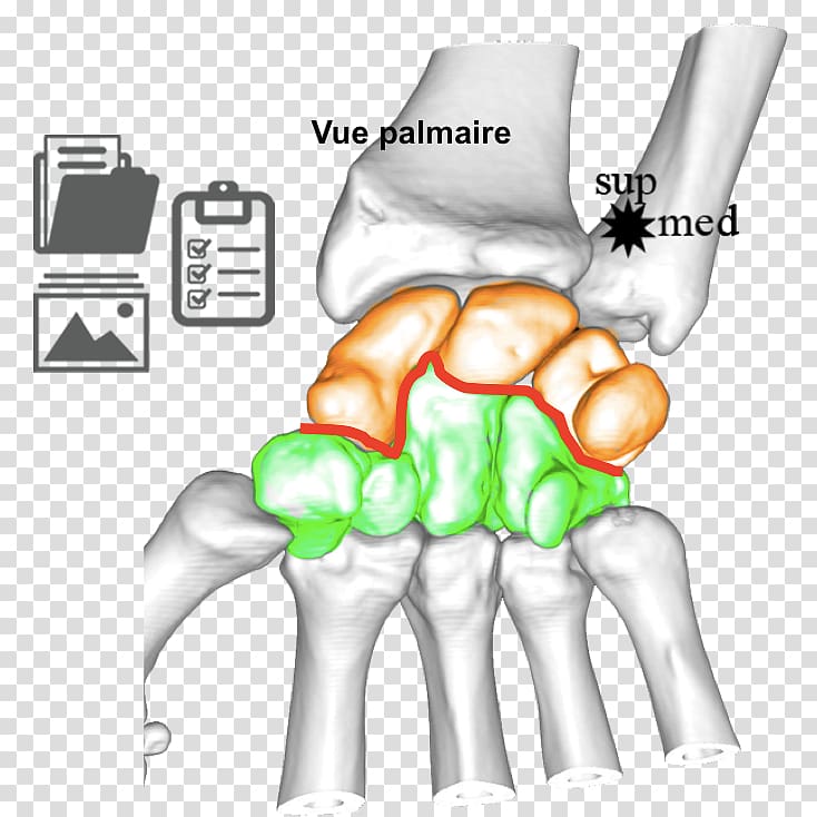 Thumb Ulnar nerve Wrist Joint Human anatomy, carpe transparent background PNG clipart