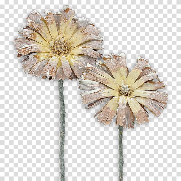 Protea repens Sugarbushes Transvaal daisy Cut flowers Protea compacta, Klein\'s Floral And Greenhouses transparent background PNG clipart