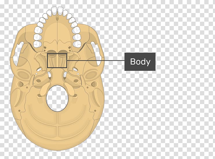 Pterygoid processes of the sphenoid Sphenoid bone Medial pterygoid muscle Lateral pterygoid muscle, skull transparent background PNG clipart